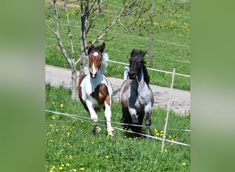 Noriker, Klacz, 1 Rok, Formy Brown Falb