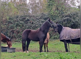 Noriker, Klacz, 1 Rok, Kara
