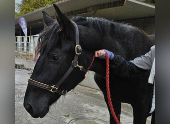 Noriker, Klacz, 1 Rok