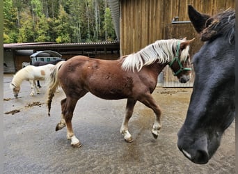 Noriker, Klacz, 1 Rok