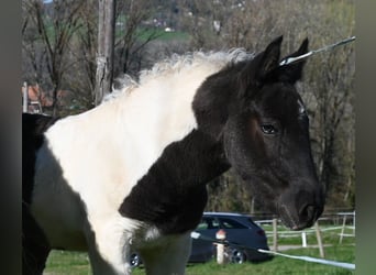 Noriker, Klacz, 1 Rok, Tobiano wszelkich maści