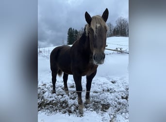 Noriker, Klacz, 20 lat, 162 cm, Ciemnokasztanowata