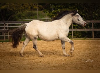 Noriker, Klacz, 2 lat, 160 cm, Tarantowata