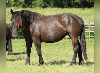 Noriker, Klacz, 2 lat, 163 cm, Kara