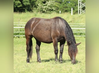 Noriker, Klacz, 2 lat, 163 cm, Kara