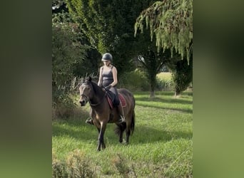Noriker, Klacz, 3 lat, 150 cm, Gniada