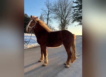 Noriker, Klacz, 3 lat, 153 cm, Kasztanowata