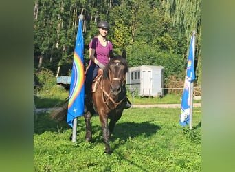 Noriker, Klacz, 3 lat, 154 cm, Kara