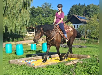 Noriker, Klacz, 3 lat, 154 cm, Kara