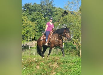 Noriker, Klacz, 3 lat, 154 cm, Kara