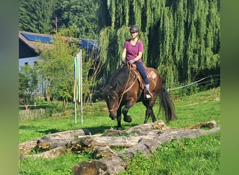 Noriker, Klacz, 3 lat, 154 cm, Kara