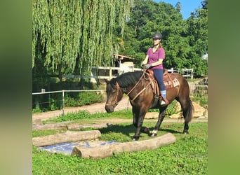 Noriker, Klacz, 3 lat, 154 cm, Kara