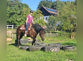 Noriker, Klacz, 3 lat, 154 cm, Kara