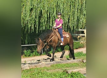 Noriker, Klacz, 3 lat, 154 cm, Kara