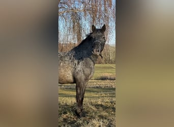 Noriker, Klacz, 3 lat, 157 cm, Tarantowata