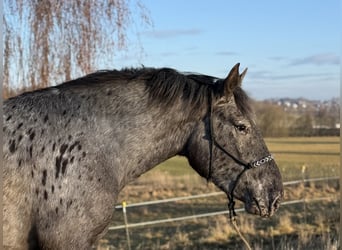 Noriker, Klacz, 3 lat, 157 cm, Tarantowata