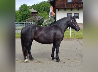 Noriker, Klacz, 3 lat, 158 cm, Kara