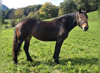 Noriker, Klacz, 3 lat, 159 cm, Gniada