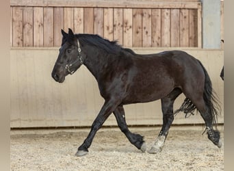 Noriker, Klacz, 3 lat, 159 cm, Kara