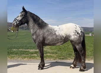 Noriker, Klacz, 3 lat, 160 cm, Tarantowata