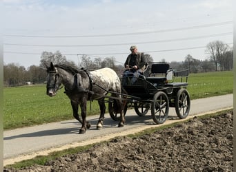Noriker, Klacz, 3 lat, 160 cm, Tarantowata