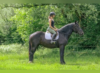Noriker, Klacz, 3 lat, 163 cm, Kara