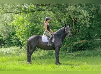 Noriker, Klacz, 3 lat, 163 cm, Kara
