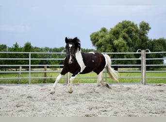 Noriker, Klacz, 3 lat, 163 cm, Srokata