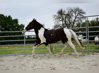 Noriker, Klacz, 3 lat, 163 cm, Srokata