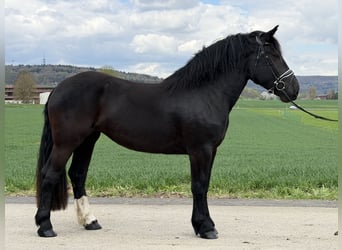 Noriker, Klacz, 3 lat, 164 cm, Kara