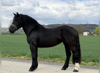 Noriker, Klacz, 3 lat, 164 cm, Kara