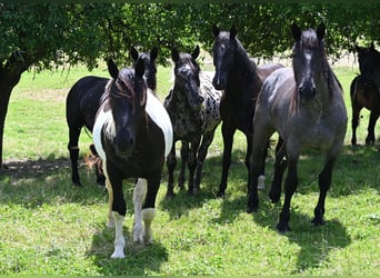 Noriker, Klacz, 3 lat