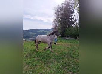 Noriker, Klacz, 4 lat, 159 cm, Tarantowata