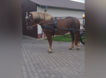 Noriker, Klacz, 4 lat, 168 cm, Ciemnokasztanowata
