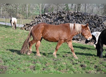 Noriker, Klacz, 4 lat, Ciemnokasztanowata
