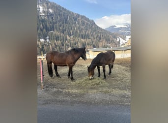 Noriker, Klacz, 4 lat, Gniada