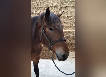 Noriker, Klacz, 6 lat, 165 cm, Skarogniada