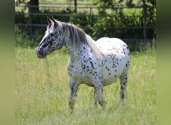 Noriker, Klacz, 7 lat, 157 cm, Tarantowata
