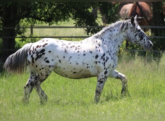 Noriker, Klacz, 7 lat, 157 cm, Tarantowata