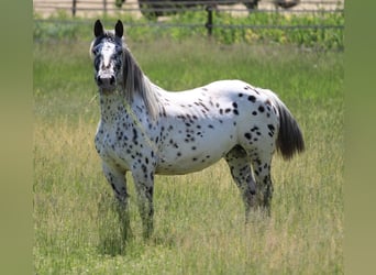 Noriker, Klacz, 7 lat, 157 cm, Tarantowata