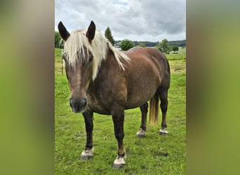 Noriker, Klacz, 7 lat, 160 cm, Ciemnokasztanowata