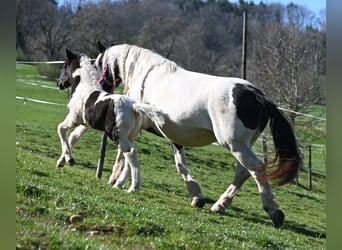 Noriker, Klacz, 8 lat