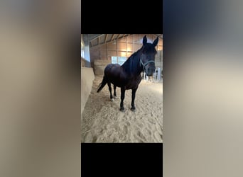 Noriker, Klacz, 9 lat, 158 cm, Ciemnogniada