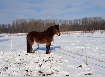 Noriker, Klacz, 9 lat, 163 cm, Gniada