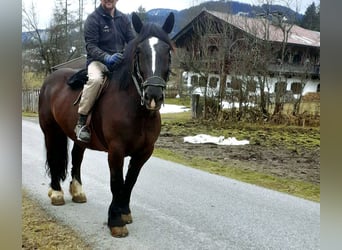 Noriker, Klacz, 9 lat
