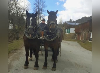 Noriker, Klacz, 9 lat
