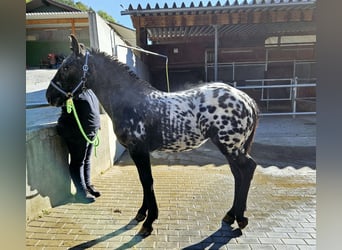 Noriker, Klacz, Źrebak (03/2023)