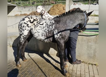 Noriker, Klacz, Źrebak (03/2023)
