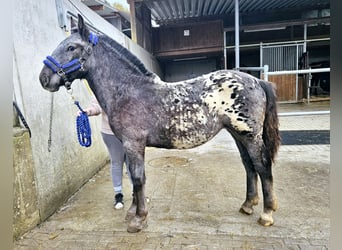 Noriker, Klacz, Źrebak (03/2023)