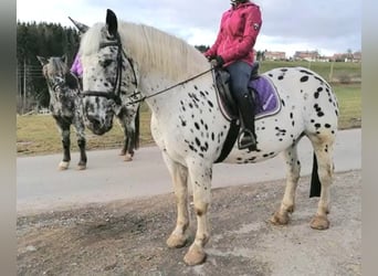 Noriker, Mare, 10 years, 15.2 hh, Leopard-Piebald